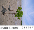Sea and tree 738767