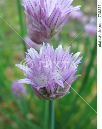 Chive flowers 738838