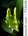 Green 739646