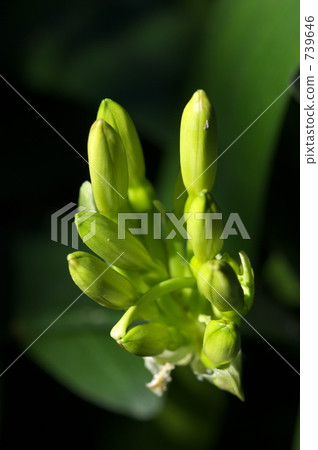 Green Green 739646