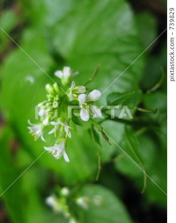 White wasabi flower White wasabi flower 739829