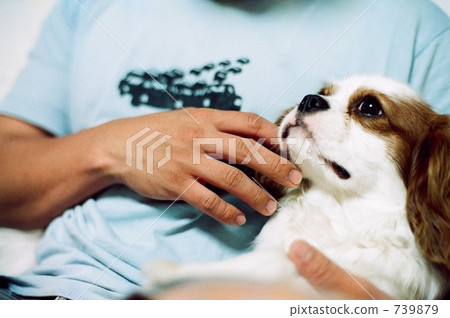 cavalier, pet, pets 739879