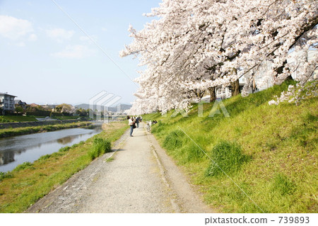 Cherry blossoms of Kamogawa bank Cherry blossoms of Kamogawa bank 739893