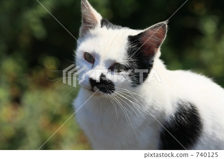 tabby cat, stray cat, cat 740125