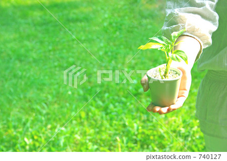 foliage plant, grow, growth 740127