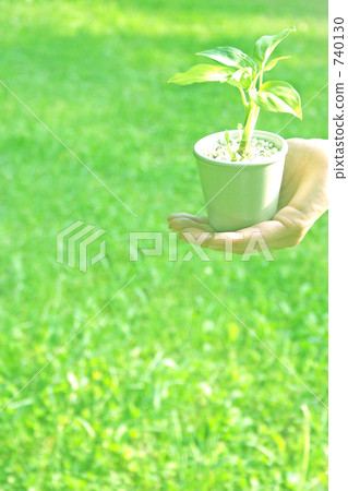 foliage plant, grow, growth 740130