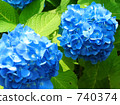 繡球 740374