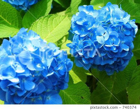 繡球 740374