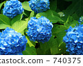 繡球 740375