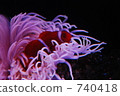 anemone fish, anemonefish, clown anemonefish 740418