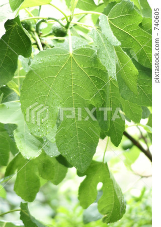 Leaves of wet flowers 740605