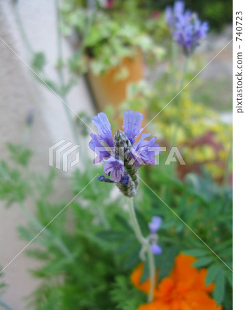 薰衣草誰迎接我 薰衣草誰迎接我 740723