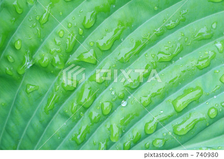 葉子和水滴 740980