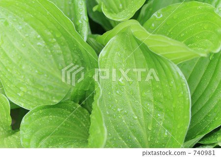 葉子和水滴 740981