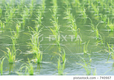 Paddy field Paddy field 740987