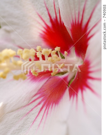 Mukuga opened 740988