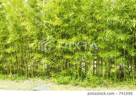 Bamboo grove Bamboo grove 741098