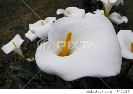 calla lily, bloom, blossom 741127