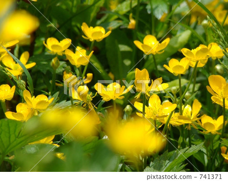 Enkaux (Rutaceae) 741371