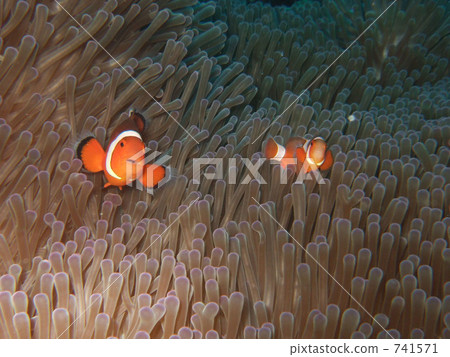 小丑魚 兩個動物 銀蓮花 741571