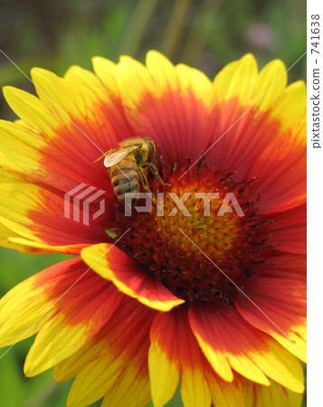 Honey Bee, bee, honeybee 741638