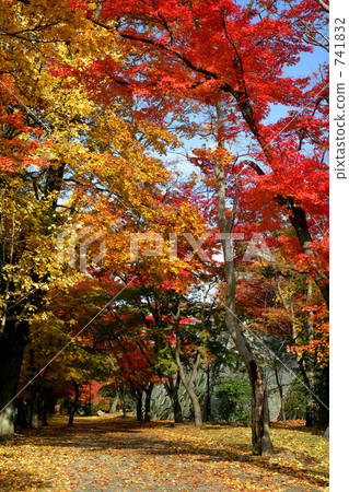 Autumn Iwate Park (Morioka Castle Ruins Park) Autumn Iwate Park (Morioka Castle Ruins Park) 741832