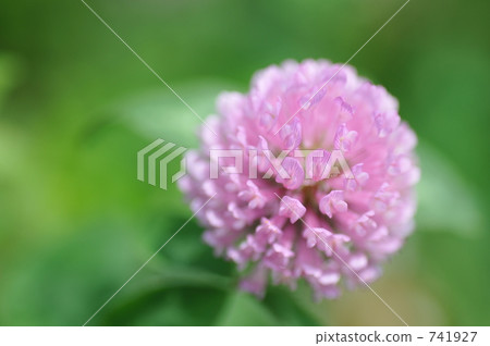 Red Clover, field 741927