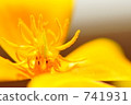 加州罌粟 花朵 花 741931