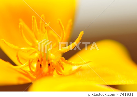 california poppy, bloom, blossom 741931