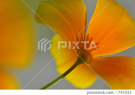 bloom, blossom, blossoms 741932