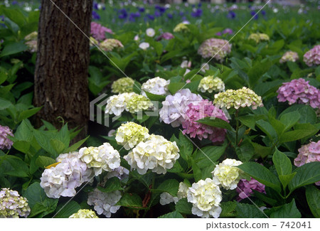 八仙花屬花田 742041