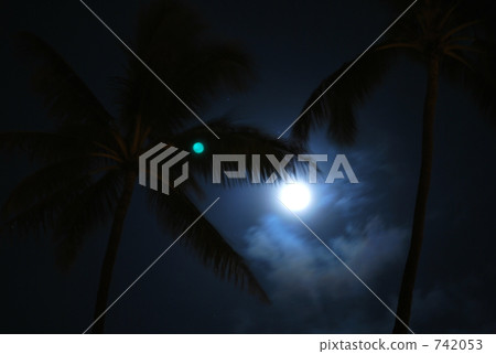 Palm tree of moonlit night 742053