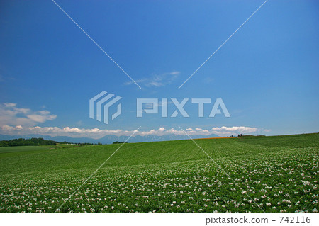 Potato field of Biei 742116
