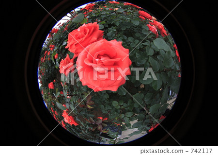 玫瑰球 742117