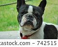pug, dog, dogs 742515