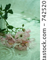 rose, roses, aqua 742520