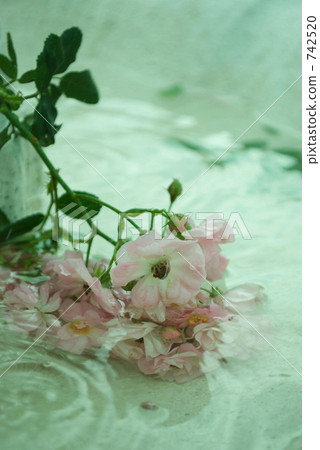 玫瑰花 水 742520