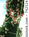 arch, rose, roses 742524