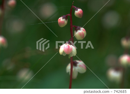 鈴蘭,鈴蘭 鈴蘭,鈴蘭 742685