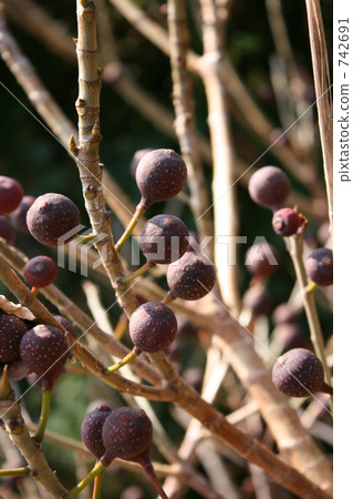 Inu Biva的果實 Inu Biva的果實 742691