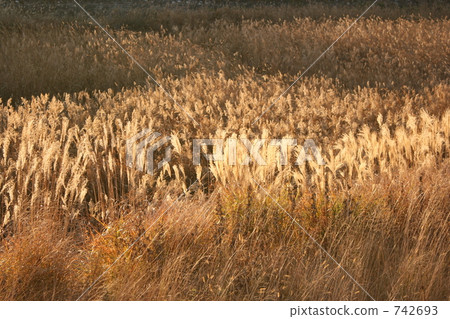 Susuki的草原 742693