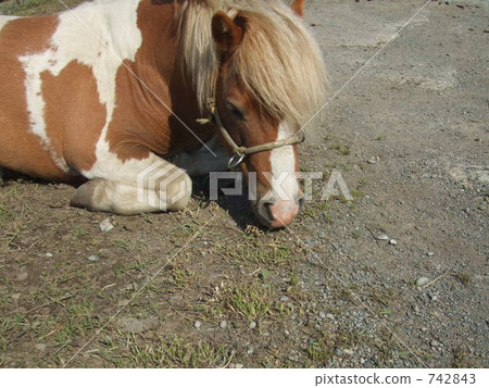 小馬 小馬 742843