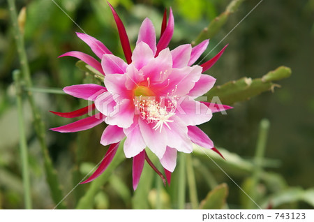 Peacock cactus Peacock cactus 743123