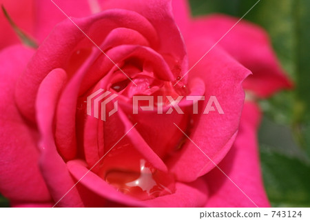 Drop of rose Drop of rose 743124