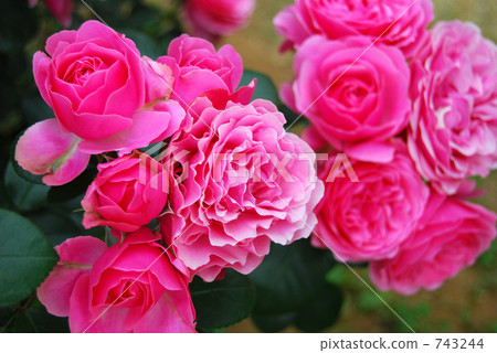 Leonardo Da Vinci 743244