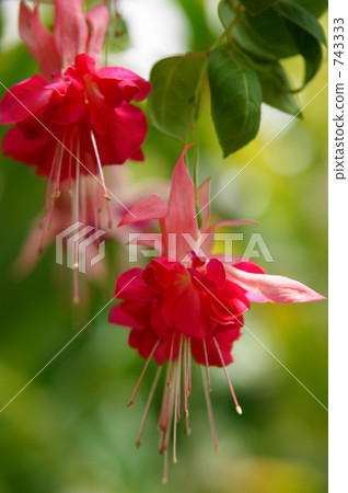 Fuchsia 743333