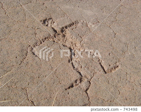 Petroglyph 743498