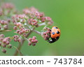 瓢蟲 743784