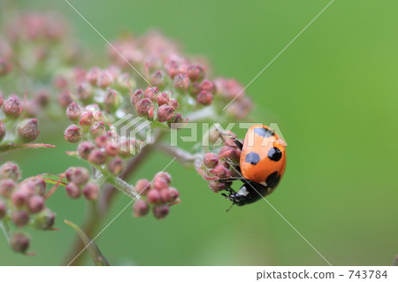 Ladybug Ladybug 743784
