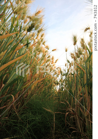 在收穫附近的行大麥 在收穫附近的行大麥 743812